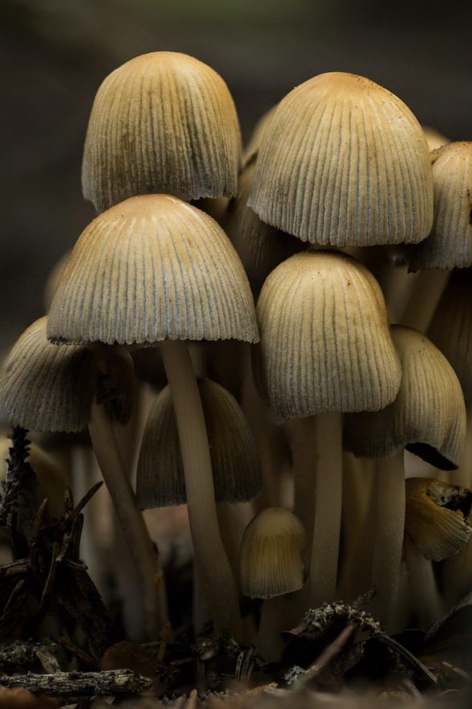 bunch of beige mushrooms