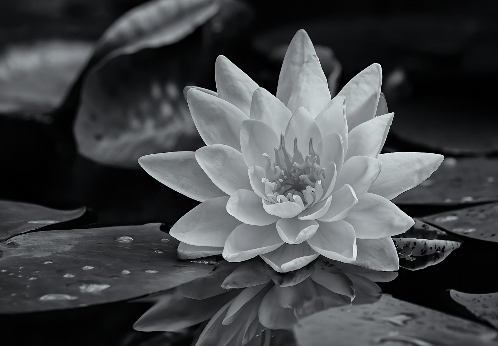 Photo by Robert Zunikoff a black and white photo of a water lily